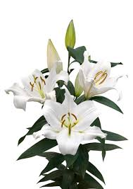 Image result for Afrosolen zambeziacus