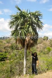 Image result for Coccothrinax