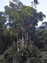 Image result for Pterocarpus megalocarpus