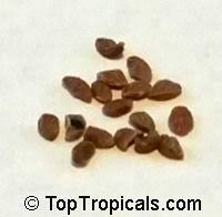 Image result for Coddia rudis