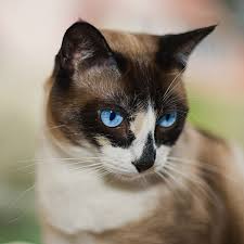 lisa snowshoe cat pretty cats cats