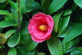 Bush with pink and yellow flowers. 16 Best Flowering Shrubs Beautiful Bushes With Flowers Garden Design