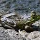 Homeschool Day at Four Rivers: BioBlitz