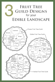 We offer beautiful trees in fruiting size or instant size. How To Design Your Super Useful Fruit Tree Guild Daily Harvest Designs Llc