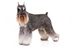 We did not find results for: Miniature Schnauzer Dog Breed Information