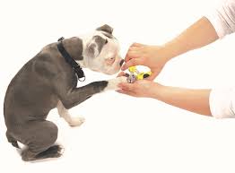 For dogs with dark nails, leave the nails a bit longer so you do not cut the quick. Trim Your Dog S Nails Safely Tips Tricks And Grooming Techniques