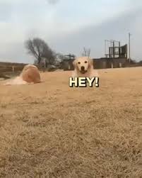 Why Henlo Video Funny Animals Cute Funny Animals Cute Animals