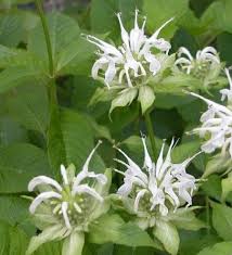 Monarda Didyma Bryan Thompson Lamiaceae White Bee Balm From Arboretum In Nacogdoches Tx This White Flowerin Shade Plants Native Plant Gardening Bee Balm