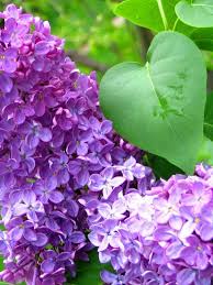 Purple heart plants that are placed in full sun are more likely to hold on to that violet hue. These Make Me Remember My Childhood Lilacs They Smell Soooo Good Lilac Purple Flowers Lilac Tree