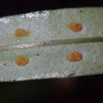 Image result for Lepisorus excavatus