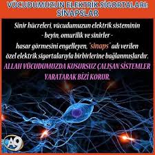 Https Www Instagram Com Bilgikupu Tv Omurilik Bilgi Adlar