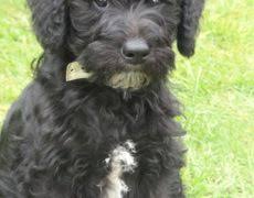 Maybe you would like to learn more about one of these? Schnoodle Schnauzer Poodle Mix Info Puppies Temperament Pictures Video