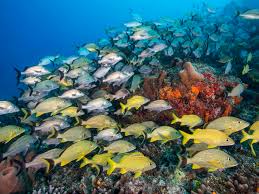 Common Reef Fish Of Florida And The Caribbean