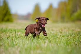 8 Tiny Puppies Who Haven T Grown Into Their Giant Paws The Dog People By Rover Com Cute and tiny puppies this compilation work is licensed under a creative commons attribution 4.0 international license. grown into their giant paws