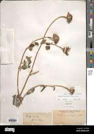 Image result for Tithonia tubaeformis