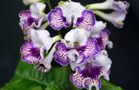 Image result for Streptocarpus sp.nov. aff. S. grandis
