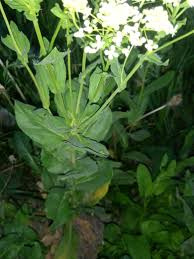 Image result for Pentadiplandraceae