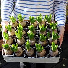 Great prices on bulb planters. How To Plant Spring Flowering Bulbs