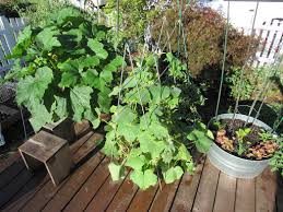 I don't have a lot of sunny yard space so i have to grow large sprawling plants on trellises. How To Grow Squash Zucchini Cucumbers Tomatoes In Containers Soil Containers Care Trellising With Videos Laptrinhx News