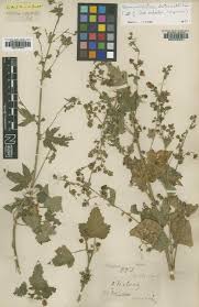 Image result for Abutilon englerianum