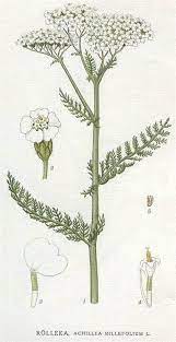 Yarrow Healing Botanical Illustration Botanical Illustration Vintage Botanical Drawings