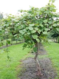 Image result for Actinidia