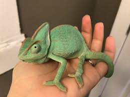5 Different Types Of Chameleons Chameleon Pet Cute Reptiles Cute Animals