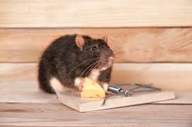 Established in 2013, but with over 60 years of combined experience, pinnacle pest defense is proud. Best Pest Control Methods For Rodent Infestation All Service New Braunfels Nearsay