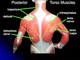 In topographic anatomy, the chest has anterior and posterior walls. Posterior Muscles Of Torso Muscles Of The Neck And Torso Classic Human Anatomy In Motion The Artist S Guide To The Dynamics Of Figure Drawing The Posterior Cervical Muscles Contract