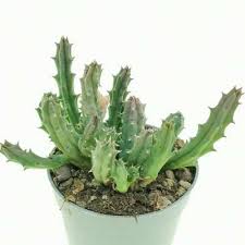 Image result for Huernia hislopii