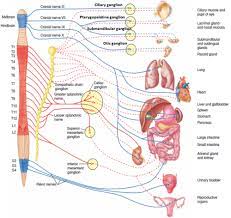 Autonomic Nervous System Flashcards Quizlet