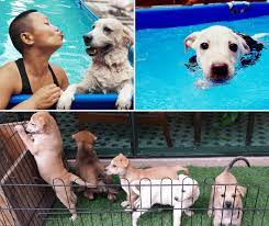 16,095 likes · 1,512 talking about this. Animal Shelters Adoption Centres In Kl Selangor 2021 Pledgecare