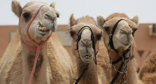 A camel can go a week or more without water, and they can last for several months without food. How Much Water Does Camel Drink At One Time