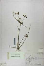 Image result for Cyperus tenuispica