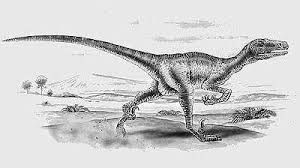 The utahraptor was large enough to challenge and possibly kill a t rex. Utahraptor Natural History Museum