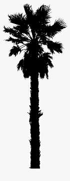 Download free palm tree vector and use any clip art,coloring,png graphics in your website, document or presentation. 15 Vector California Palm Tree For Free Download On California Palm Tree Vector Hd Png Download Transparent Png Image Pngitem