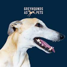 The adoption program is funded primarily by the jacksonville racing circuit and the kennels that race there. Greyhounds As Pets Nz Home Facebook