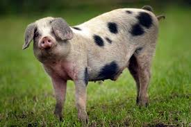 50 Funny Pig Pictures To Make You Laugh Funny Pig Pictures Funny Pigs Pig Pictures