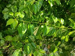 Image result for Colubrina asiatica