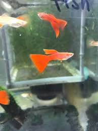Pin On Guppy Fish