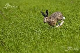 Si stiti cat sunt de obsedati italienii de mancarea sanatoasa si de silueta! Iepure De Camp Lepus Europaeus