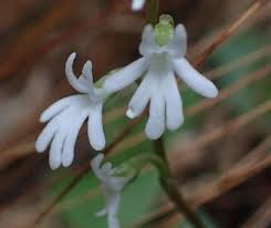 Image result for Holothrix villosa