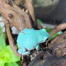 Maybe you would like to learn more about one of these? Iwarna Aquafarm Blue Phase White S Tree Frog Available Facebook