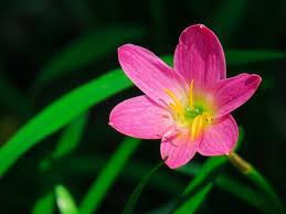 During the spring we maintain a. Perennial Blooming Calendar For Houston Plants For All Seasons Since 1973