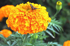 Yap, bunga itu bernama bunga marigold atau gemitir. Berkunjung Ke Plaga Saat Panen Gemitir Tiba Mongabay Co Id Mongabay Co Id