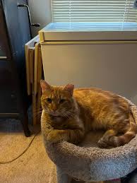 This is my Sebastian, he got out Monday morning, stayed around the house  all day Monday this morning, I didn't see him anywhere around he is wearing  a faded rainbow collar ,