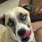 Petsmart Adoption Event — Fosters & Paws event image