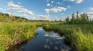 Fens are an important and unique wetland type. Grand River Fen Preserve The Nature Conservancy In Mi
