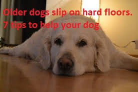 Help An Old Dog Slipping On Hardwood Floors 7 Tips To Help Your Dog From Slipping Just For Your Dog Dogs Old Dogs Your Dog