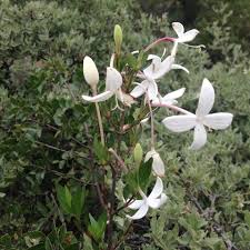 Image result for Bouvardia longiflora